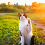 A black and white cat trying to catch a blue butterfly.