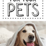 a golden retriever under a blanket on a bed