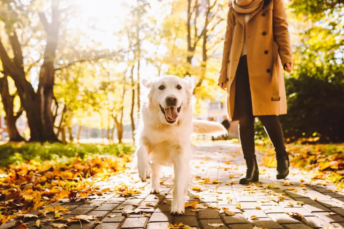 A golden retriever dog running towards the camera while his female owner walks behind.