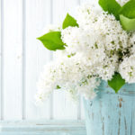 white lilacs in a blue pot